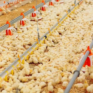 Poultry water line