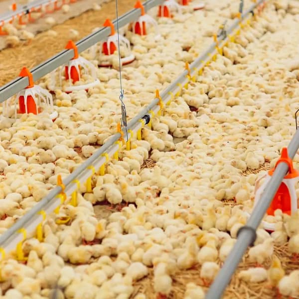 Poultry water line