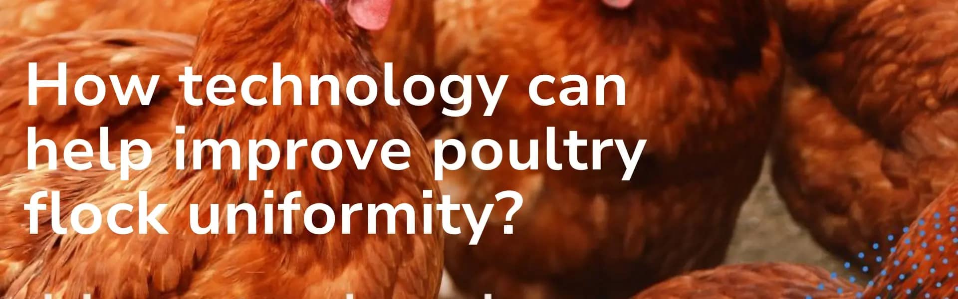 How technology can help improve poultry flock uniformity